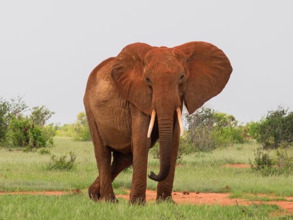 Luxury Kenya vacation