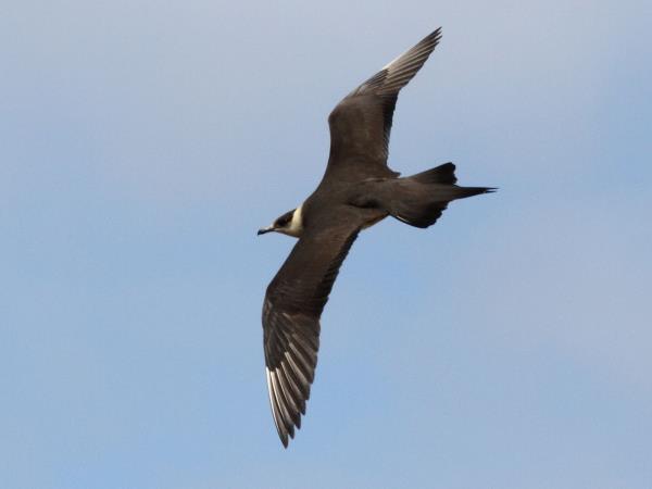 British wildlife tour on the Isle of Man