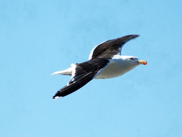 British wildlife tour on the Isle of Man