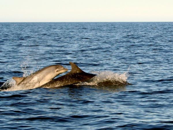 British wildlife tour on the Isle of Man