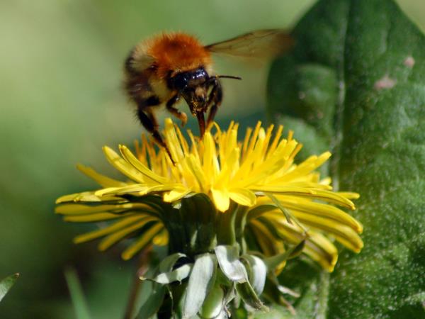 British wildlife tour on the Isle of Man