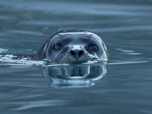 British wildlife tour on the Isle of Man