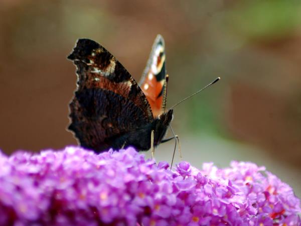 British wildlife tour on the Isle of Man