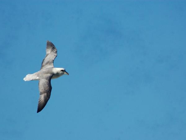 British wildlife tour on the Isle of Man