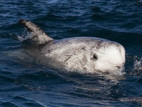 British wildlife tour on the Isle of Man