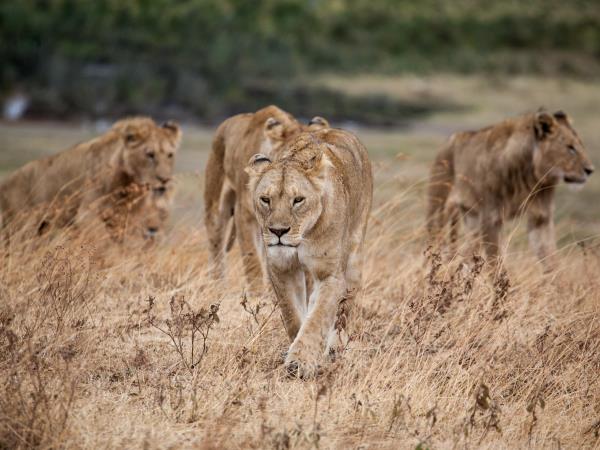 Luxury Tanzania safari with Zanzibar beach stay