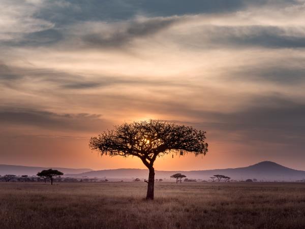 Luxury Tanzania safari with Zanzibar beach stay