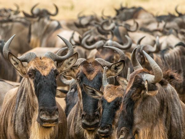 Luxury Tanzania safari with Zanzibar beach stay