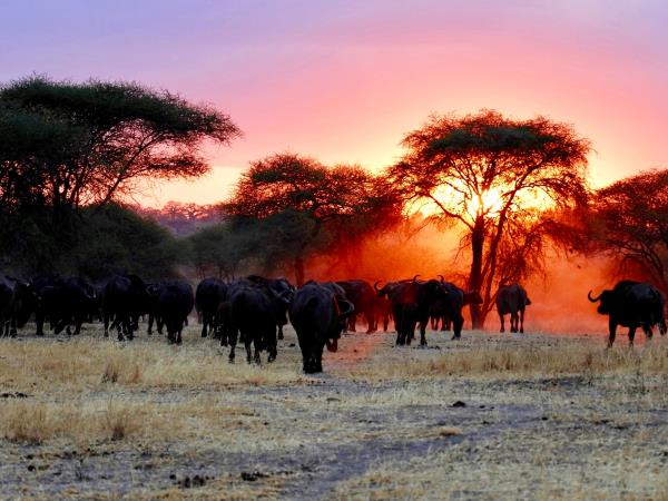 Tanzania 9 day safari