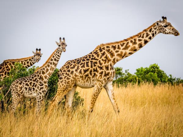Tanzania 9 day safari