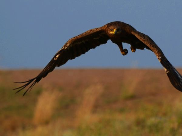 Kazakhstan bird watching tour