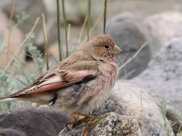 Kazakhstan bird watching tour