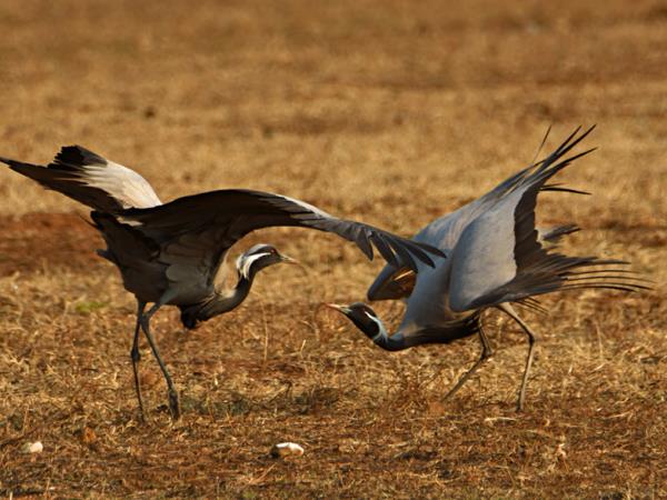 Kazakhstan bird watching tour