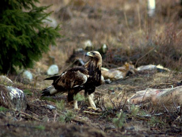 Kazakhstan bird watching tour