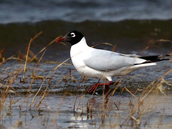 Kazakhstan bird watching tour