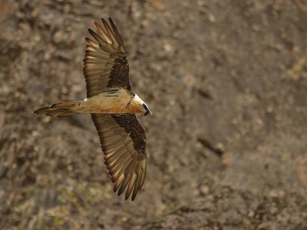 Kazakhstan bird watching tour