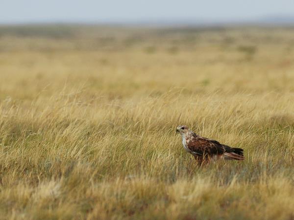 Kazakhstan bird watching tour