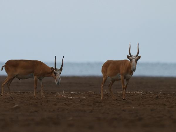 Kazakhstan bird watching tour