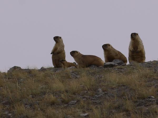 Kazakhstan bird watching tour