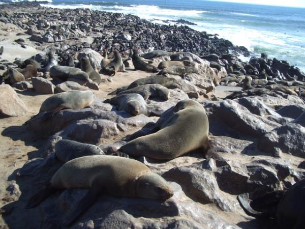 Namibia wildlife tour, desert and marine life