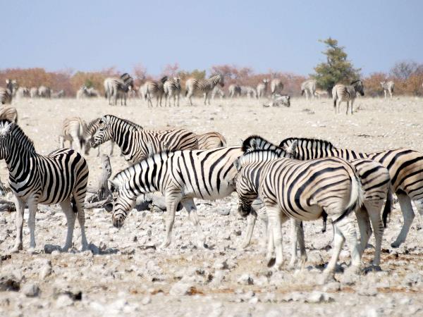 Namibia wildlife tour, desert and marine life