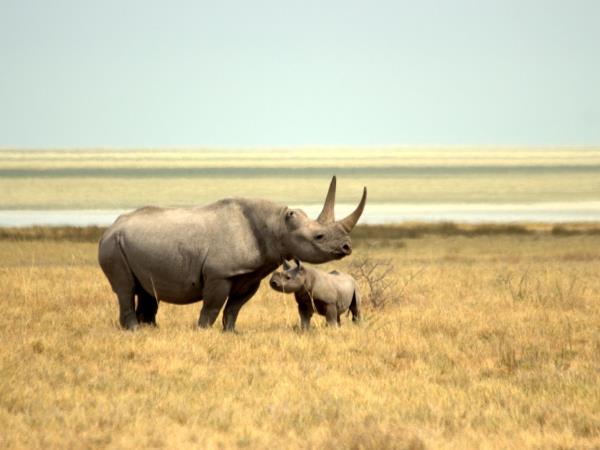 Namibia wildlife tour, desert and marine life