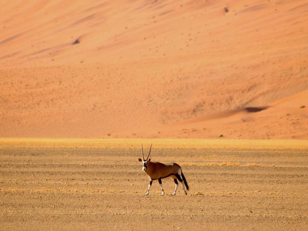 Namibia wildlife tour, desert and marine life