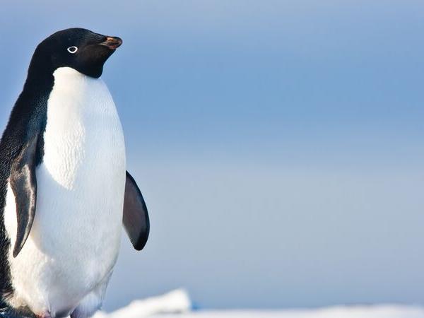 Antarctica, South Georgia and Falklands cruise in 2022