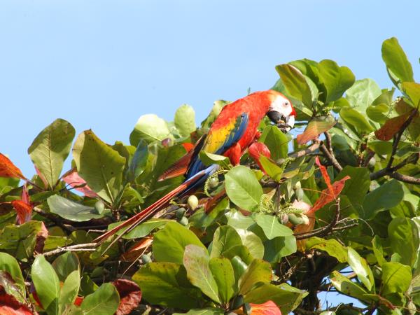 Costa Rica Wildlife tour, tailor made