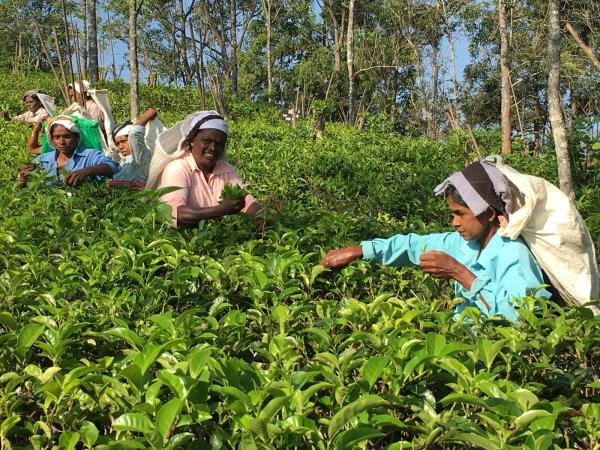 Sri Lanka tailor made tour, wildlife and culture