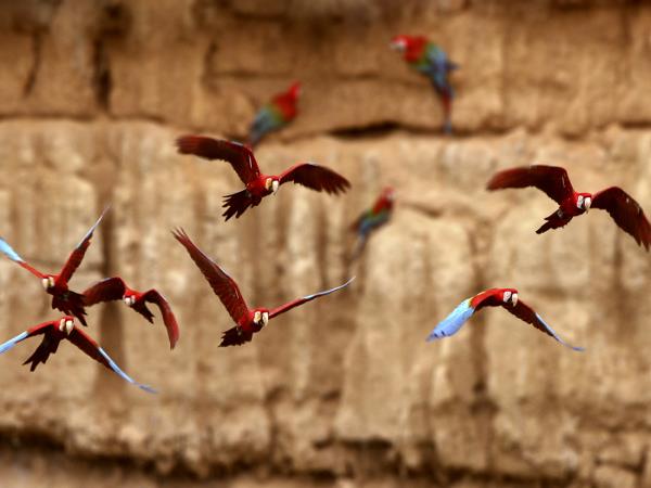 Peru tailor made vacation, Andes and Amazon