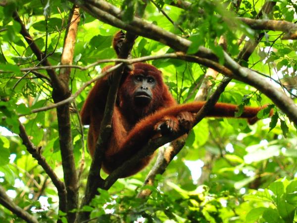 Peru tailor made vacation, Andes and Amazon
