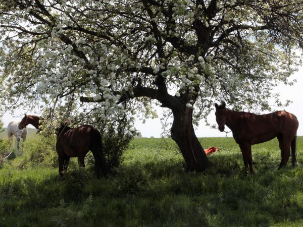 Bulgaria horse riding vacation, Orpheus Trail