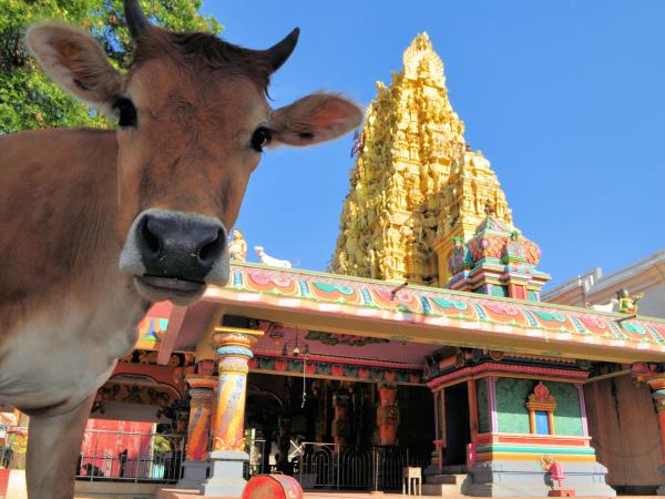 Vegan vacation in Sri Lanka