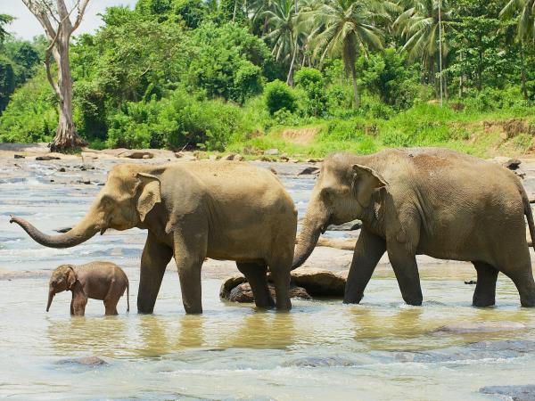 Vegan vacation in Sri Lanka