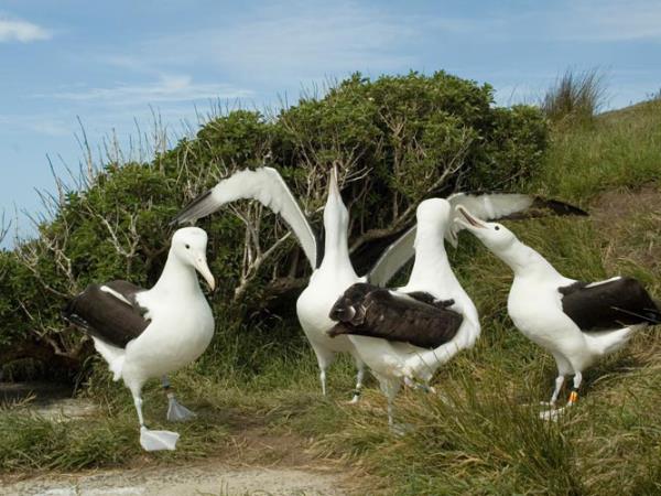 Stewart Island and South Island tour, New Zealand