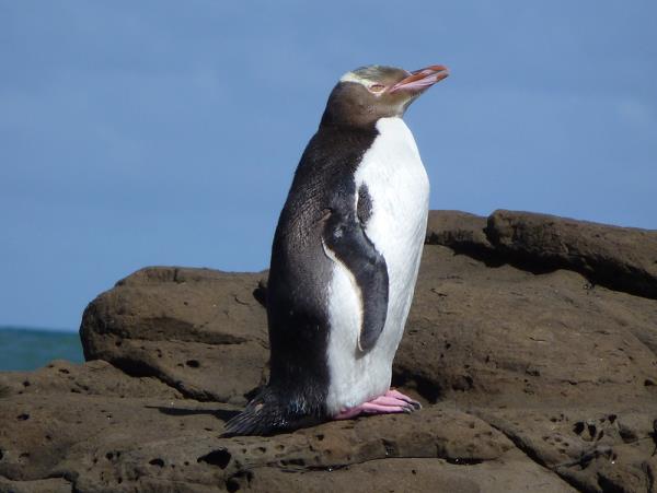 Stewart Island and South Island tour, New Zealand