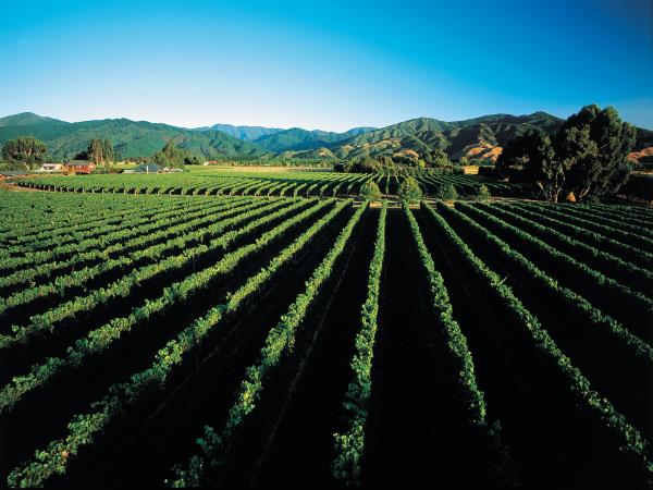 New Zealand Christmas tour