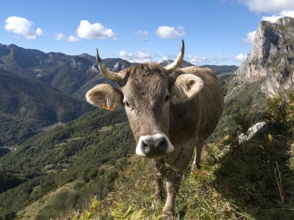 Picos inn to inn walking vacation in Spain