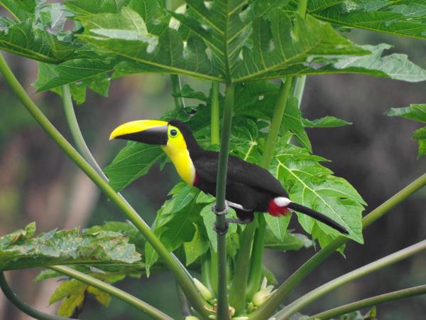 Ecuador and Galapagos wildlife vacation