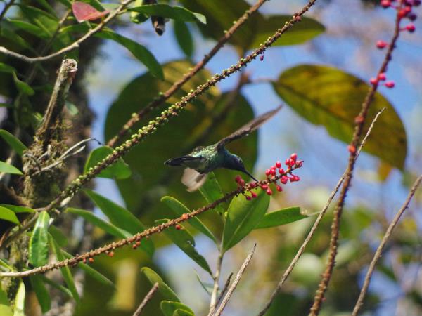 Ecuador and Galapagos wildlife vacation