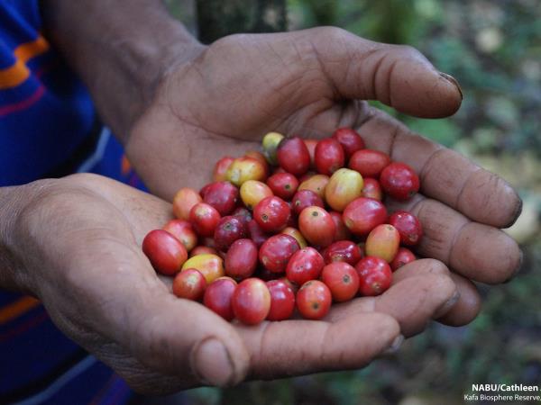 Ethiopia coffee tour