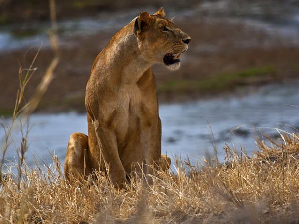 Private tailor made Kilimanjaro climb and safari