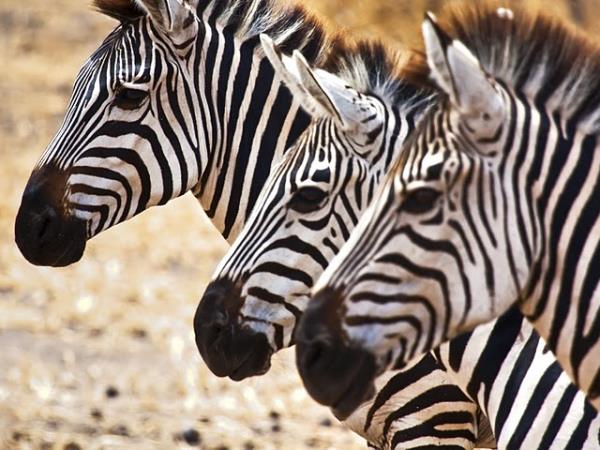 Private tailor made Kilimanjaro climb and safari