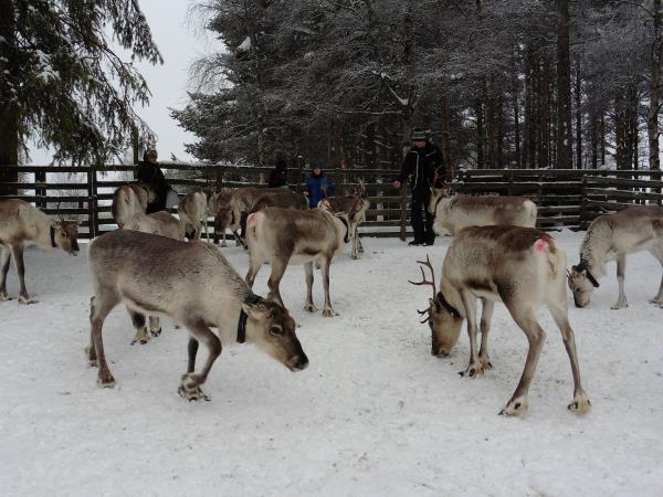Snowshoeing vacation in Finland