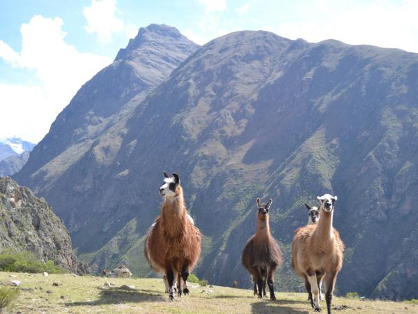 Trekking vacation in Peru