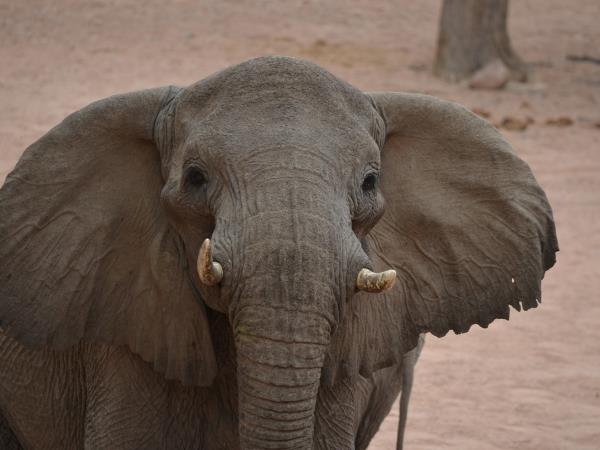 Elephant conservation holiday for families, Namibia