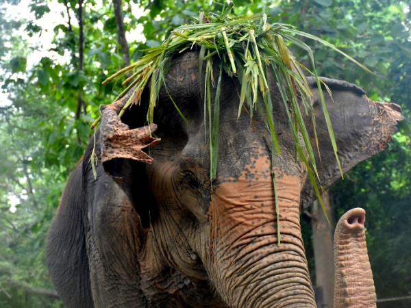 Family elephant refuge volunteering in Thailand