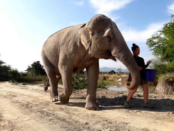 Family elephant refuge volunteering in Thailand