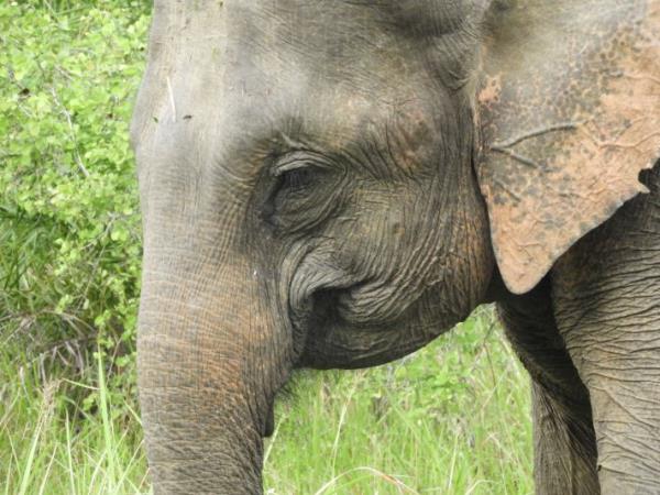 Family volunteering with elephants in Sri Lanka